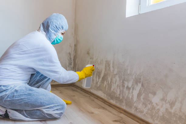 Licensed Commercial Mold Remediation service in Nederland, CO - WQB Mold Removal
