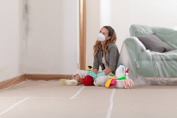 Reliable Commercial Mold Remediation contractor in Nederland, CO by WQB Mold Removal
